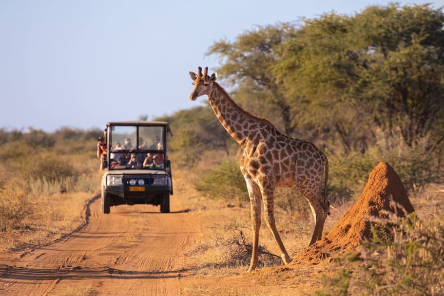 Herd of Elephants in Kenya
