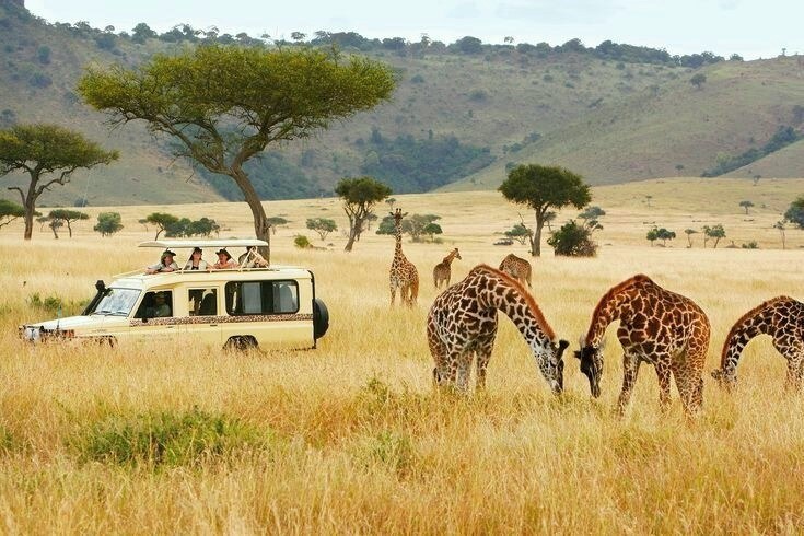 Herd of Elephants in Kenya